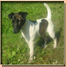 fox terrier smooth 