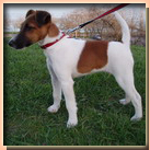 fox terrier smooth