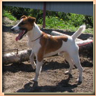 smooth fox terrier