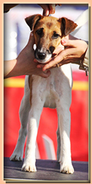 foxterrier smooth АНХЕЛЬ