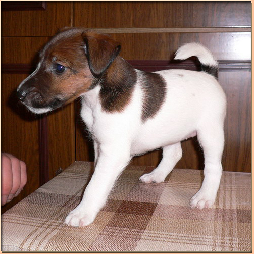 puppy fox terrier smooth 