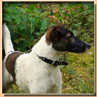 smooth fox terrier