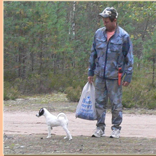 фокс, щенок