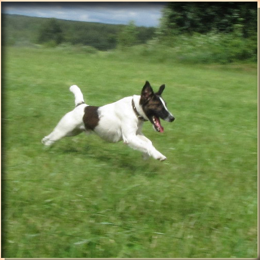 fox terrier smooth питомник ИЗ КОМПАНИИ СЕБАСТЬЯНА