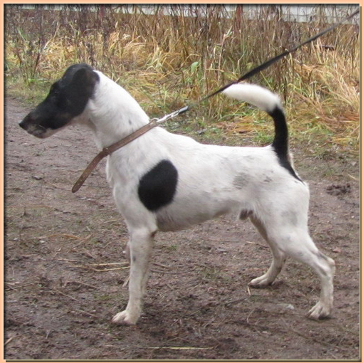 foxterrier smooth WRY N’WISE FINNISH – TOUCH (ФИЛОУ)
