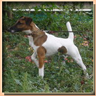 fox terrier smooth