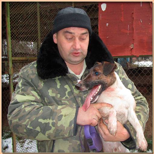 питомник гладкошерстных фокстерьеров