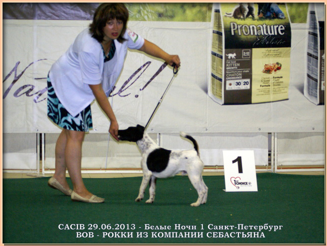 foxterrier  РОККИ ИЗ КОМПАНИИ СЕБАСТЬЯНА