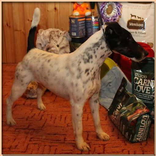foxterrier smooth WRY N’WISE FINNISH – TOUCH (Филоу) питомник ИЗ КОМПАНИИ СЕБАСТЬЯНА