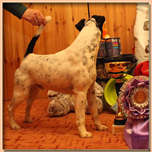 foxterrier smooth WRY N’WISE FINNISH – TOUCH (ФИЛОУ) питомник ИЗ КОМПАНИИ СЕБАСТЬЯНА