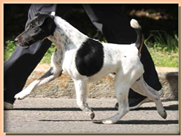 foxterrier  РОККИ ИЗ КОМПАНИИ СЕБАСТЬЯНА