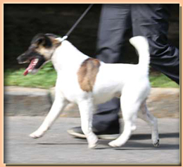 foxterrier  УИЛЛ СМИТ