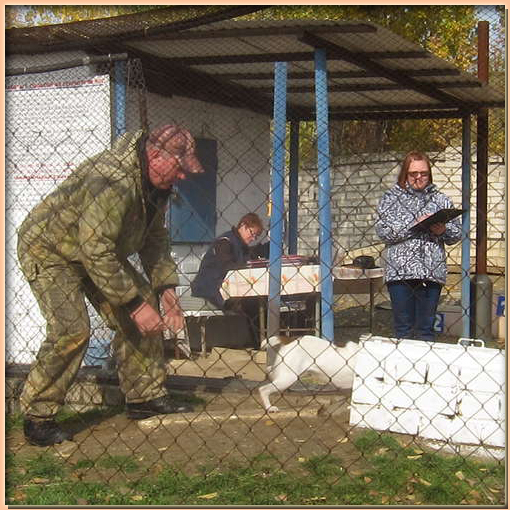 фокстерьер НЕАГАР  питомник ИЗ КОМПАНИИ СЕБАСТЬЯНА