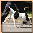 foxterrier