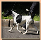 foxterrier