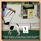 foxterrier