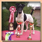 foxterrier