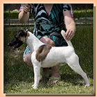 foxterrier