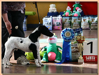 foxterrier  РОККИ ИЗ КОМПАНИИ СЕБАСТЬЯНА