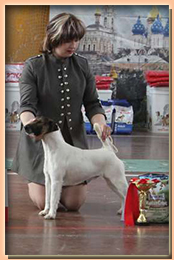 foxterrier smooth БЕЛЫЙ ИЗ КОМПАНИИ СЕБАСТЬЯНА