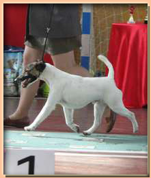 foxterrier smooth БЕЛЫЙ ИЗ КОМПАНИИ СЕБАСТЬЯНА