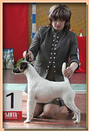 foxterrier smooth БЕЛЫЙ ИЗ КОМПАНИИ СЕБАСТЬЯНА