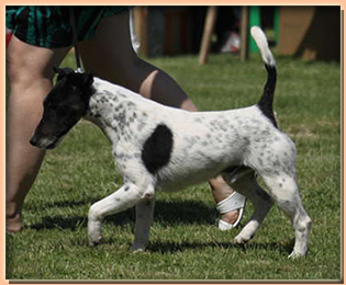 foxterrier  WRY N’WISE FINNISH – TOUCH (ФИЛОУ)