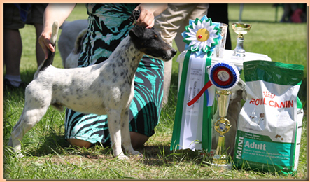 foxterrier  WRY N’WISE FINNISH – TOUCH (ФИЛОУ)