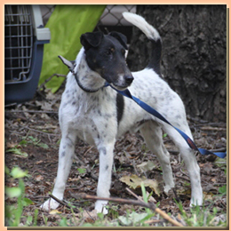 foxterrier  WRY N’WISE FINNISH – TOUCH (ФИЛОУ)