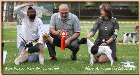 foxterrier smooth РОККИ ИЗ КОМПАНИИ СЕБАСТЬЯНА
