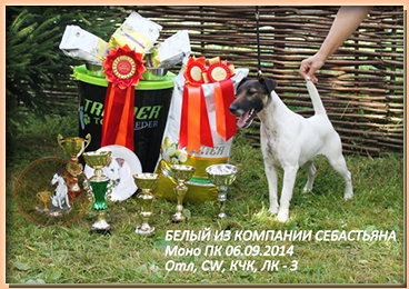 foxterrier  БЕЛЫЙ ИЗ КОМПАНИИ СЕБАСТЬЯНА