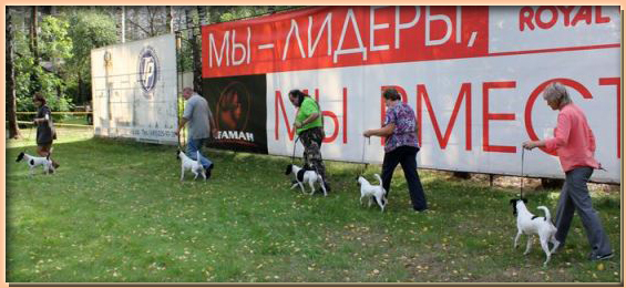 Фокстерьер - 6 сентября 2014 прошла монопородная выставка ранга Победитель Клуба (М.О. КПЦ Атаман)